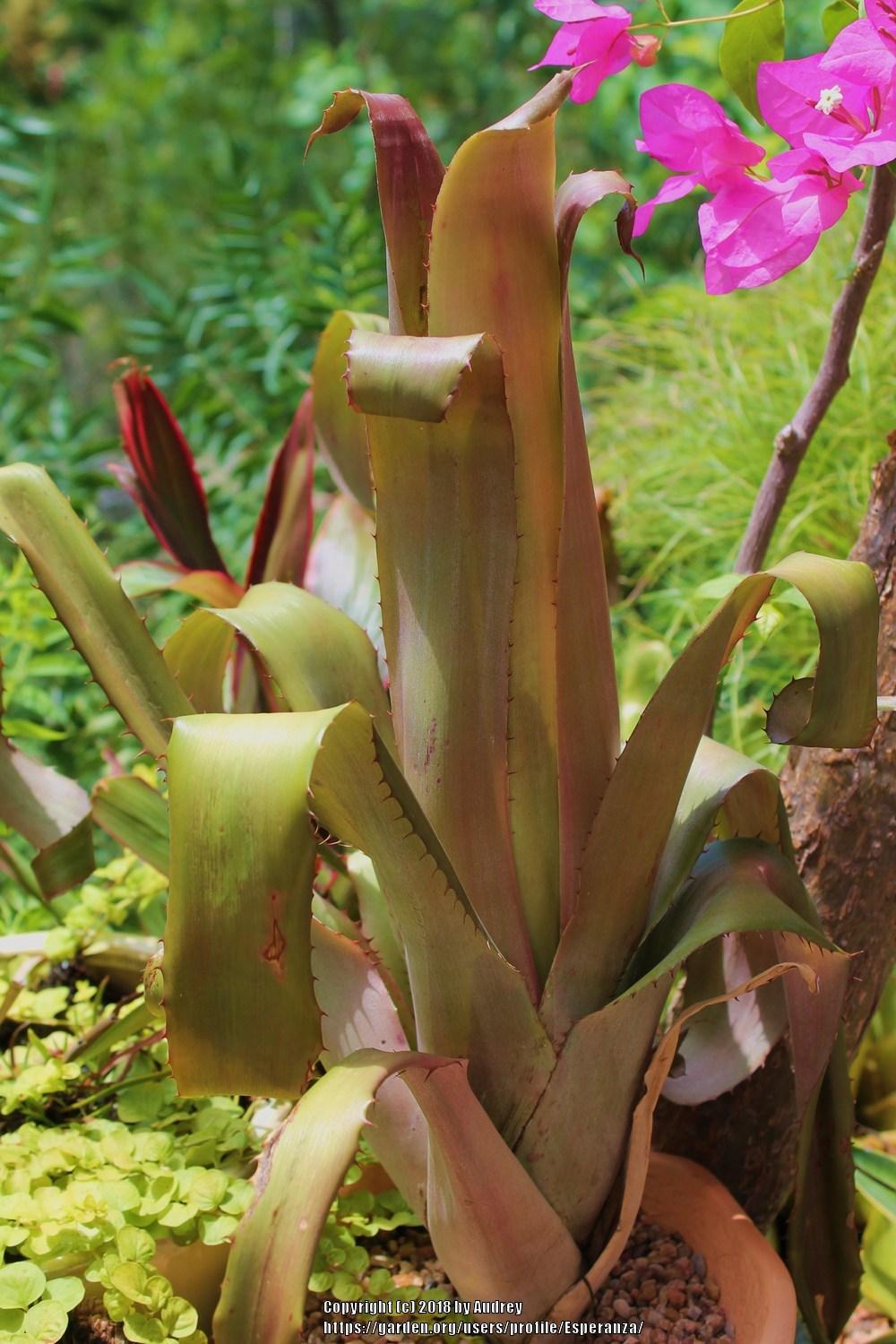 Photo of Bromeliad (Aechmea bromeliifolia) uploaded by Esperanza