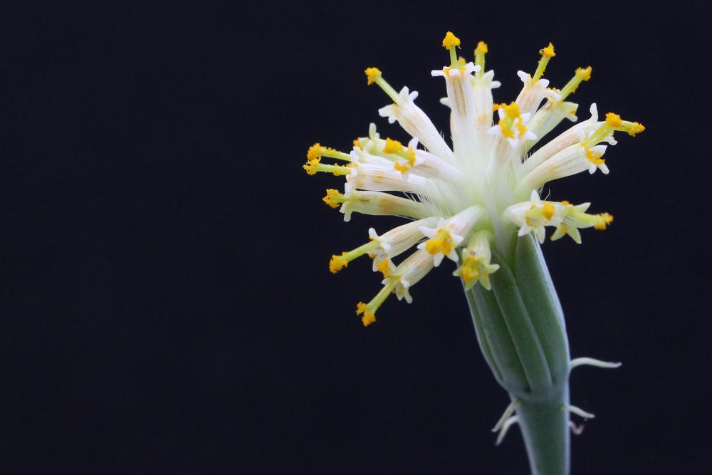 Photo of Senecio (Kleinia anteuphorbium) uploaded by GrammaChar