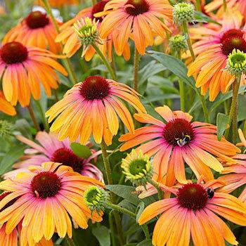 Photo of Coneflower (Echinacea Butterfly™ Rainbow Marcella) uploaded by Joy
