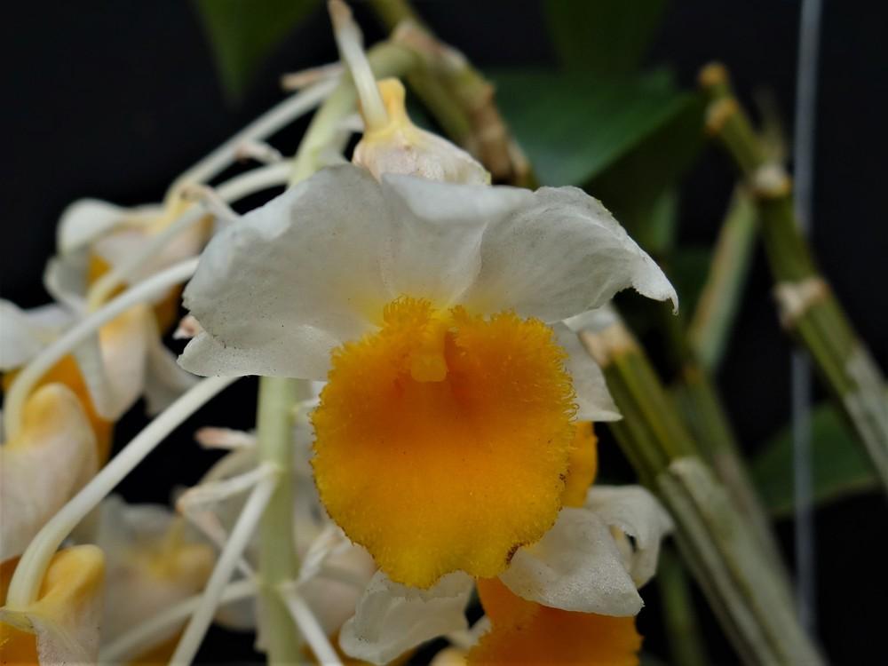 Photo of Orchid (Dendrobium farmeri) uploaded by hawkarica