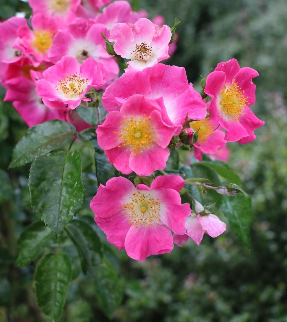 Photo of Rose (Rosa 'American Pillar') uploaded by skylark