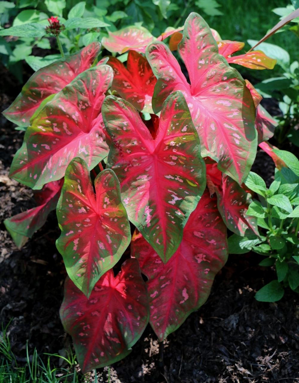 Photo of Fancy-leaf Caladium (Caladium 'Red Flash') uploaded by skylark