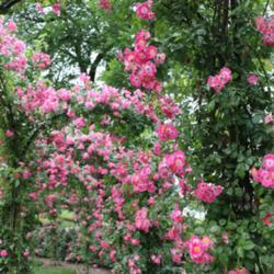 Location: Longwood Gardens, PA
Date: 2016-06-08
rose arbor