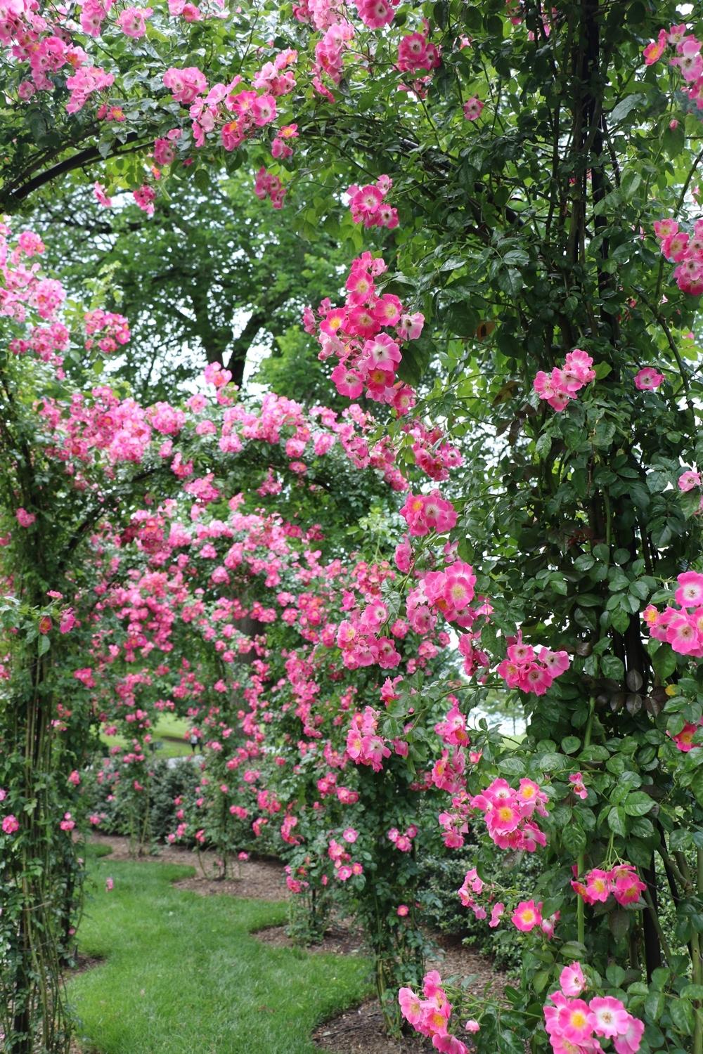 Photo of Rose (Rosa 'American Pillar') uploaded by skylark