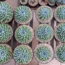 Location: Baja California
Date: 2018-03-23
5 month old propagations, 8 inch pots