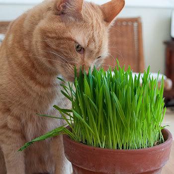 Photo of Cat Grass (Avena sativa) uploaded by Joy