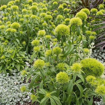 Photo of Dianthus (Dianthus barbatus Green Trick®) uploaded by Joy