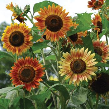 Photo of Sunflower (Helianthus annuus 'Evening Sun') uploaded by Joy