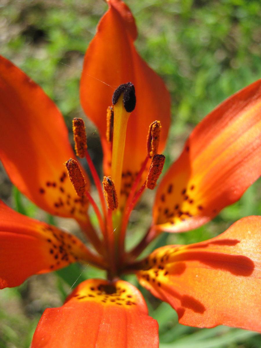 Photo of Wood Lily (Lilium philadelphicum) uploaded by Mitella_nuda
