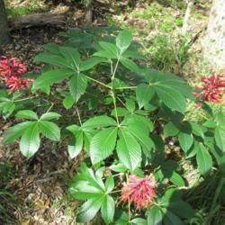 Location: Hays county, Texas
Date: 2018-03-14
The Red Buckeye is easy to miss in wooded areas, except when they