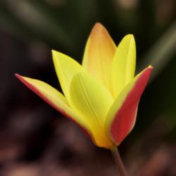 Location: Botanical Gardens of the State of Georgia...Athens, Ga
Date: 2018-03-29
Lady Tulip 008