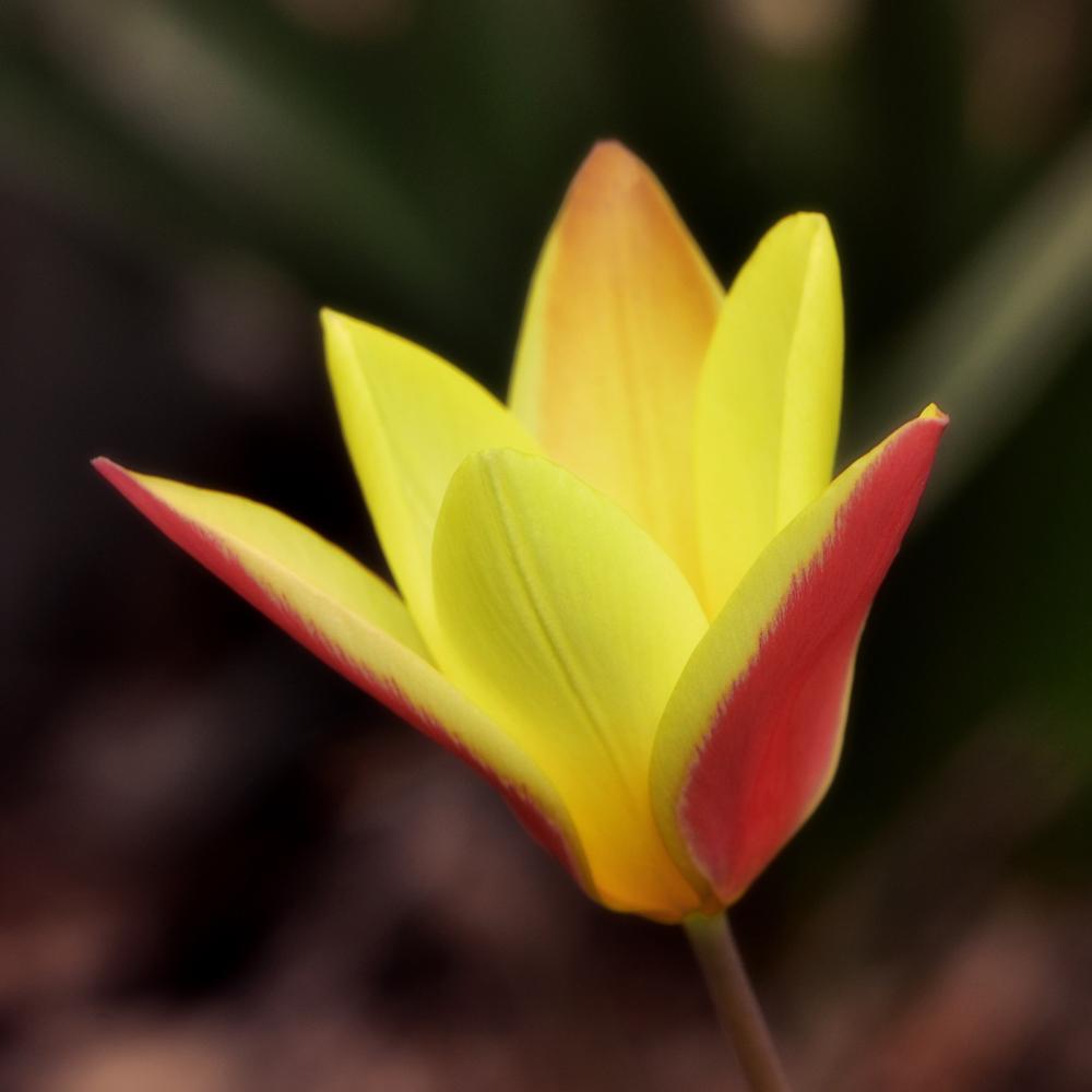 Photo of Lady Tulip (Tulipa clusiana) uploaded by dawiz1753