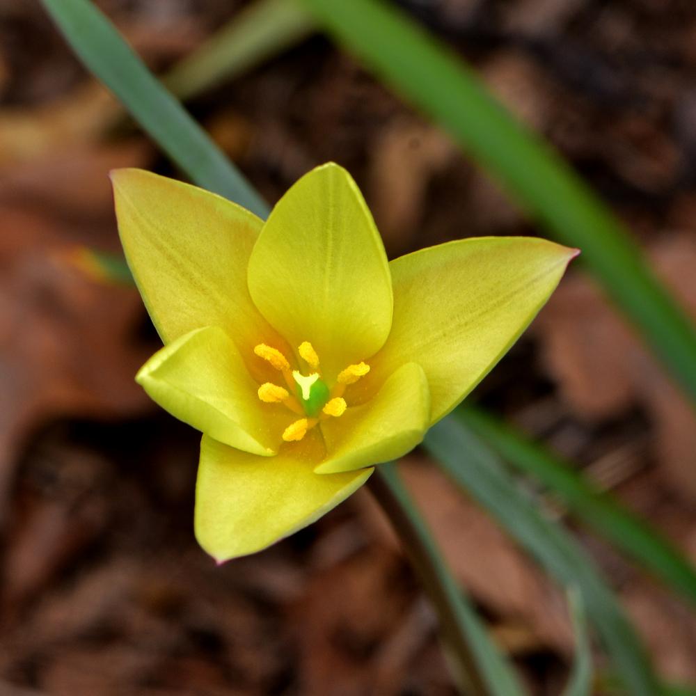 Photo of Lady Tulip (Tulipa clusiana) uploaded by dawiz1753