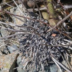 Location: El Salto, Baja California
Date: 2018-03-29
Only dead leaves and flower stems left