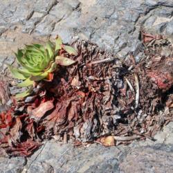 Location: El Salto, Baja California
Date: 2018-03-29
Old, long-stemmed plant fallen from a sheer rock face.  Gravity f