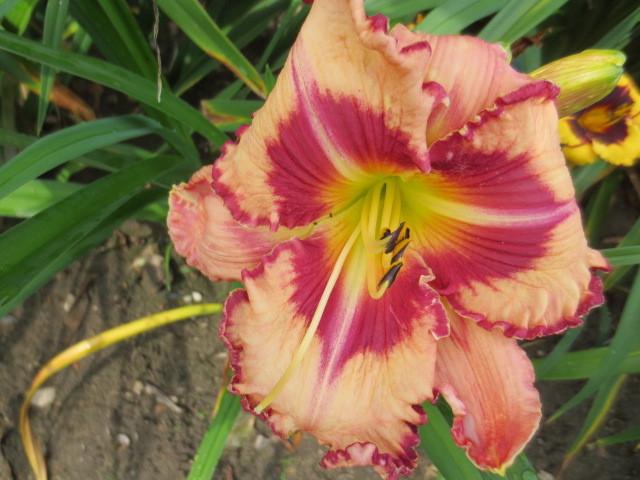Photo of Daylily (Hemerocallis 'Believe in Miracles') uploaded by Caruso