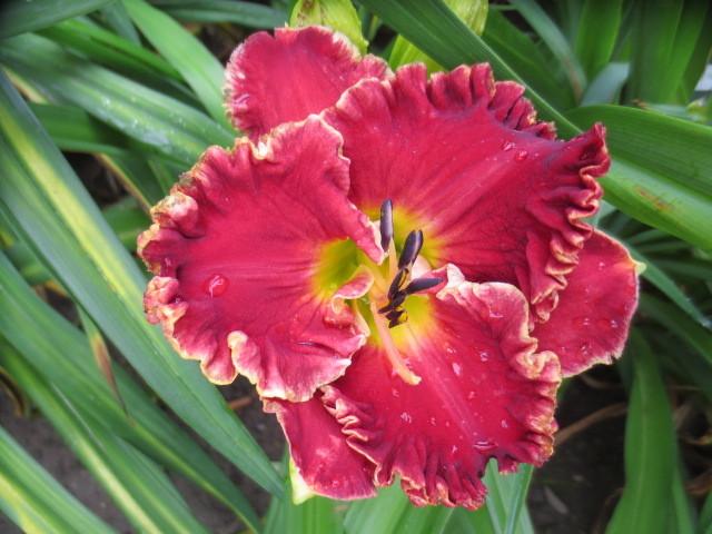 Photo of Daylily (Hemerocallis 'Coming Alive') uploaded by Caruso