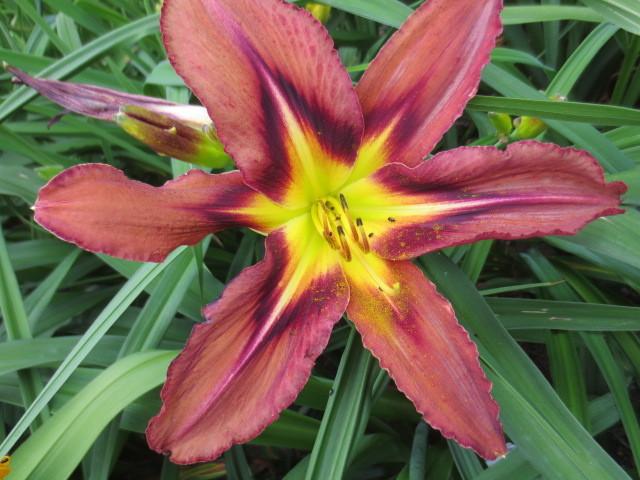 Photo of Daylily (Hemerocallis 'Brown Delicious') uploaded by Caruso
