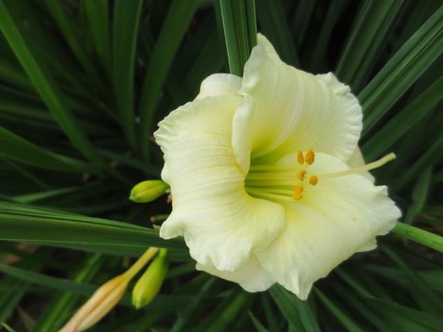 Photo of Daylily (Hemerocallis 'Accentuate the Green') uploaded by Caruso