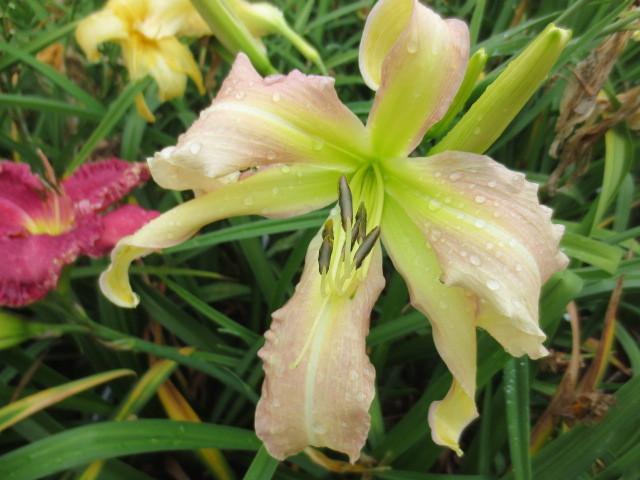 Photo of Daylily (Hemerocallis 'August Snow') uploaded by Caruso