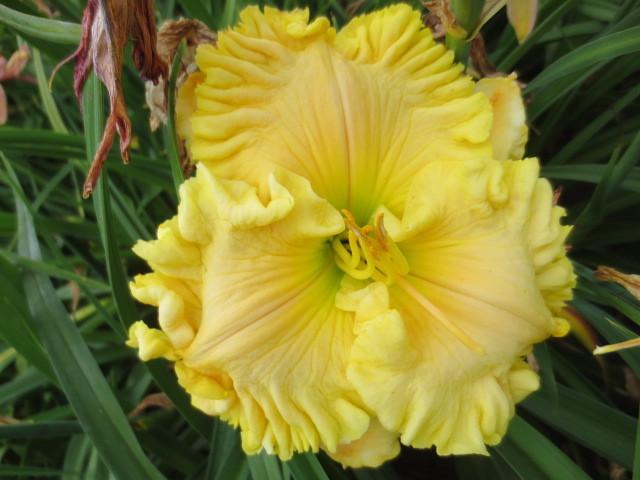 Photo of Daylily (Hemerocallis 'Butch and Barbara's Cracked Eggs') uploaded by Caruso