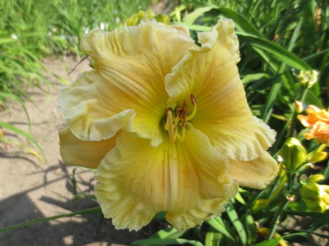 Photo of Daylily (Hemerocallis 'Caribbean Anne McWilliams') uploaded by Caruso