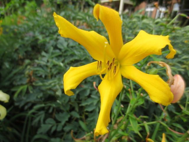 Photo of Daylily (Hemerocallis 'Ancient Elf') uploaded by Caruso