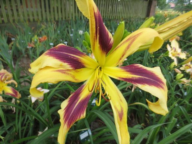 Photo of Daylily (Hemerocallis 'Aerial Display') uploaded by Caruso