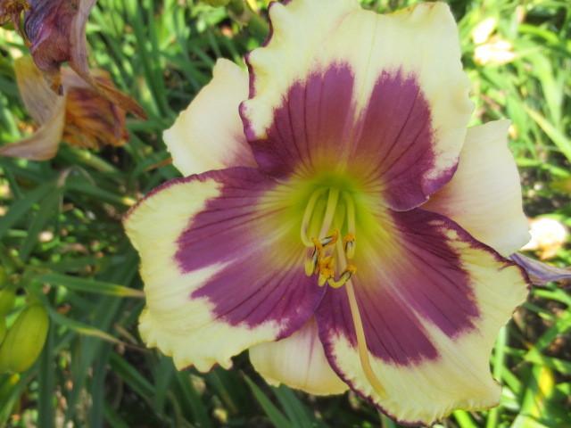 Photo of Daylily (Hemerocallis 'Clarity of Vision') uploaded by Caruso