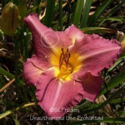 Location: Private Daylily Garden, MI
Date: 2007-08-04
Not one bloom was double