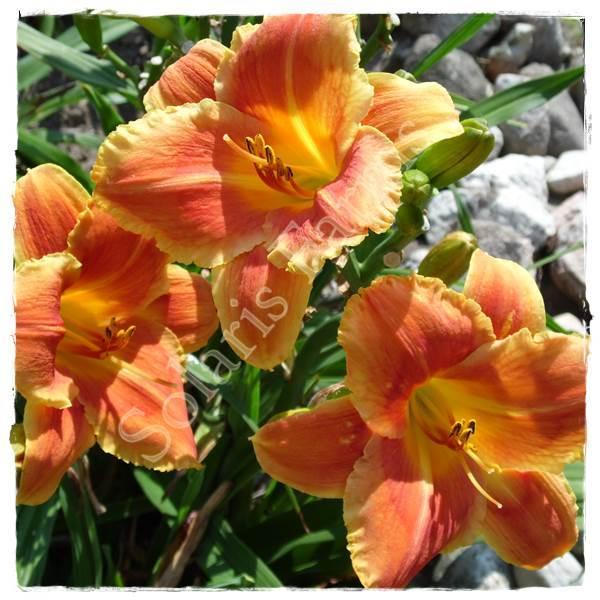 Photo of Daylily (Hemerocallis 'Cornflakes in a Can') uploaded by Joy