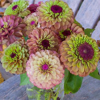 Photo of Zinnia (Zinnia elegans 'Queen Red Lime') uploaded by Joy