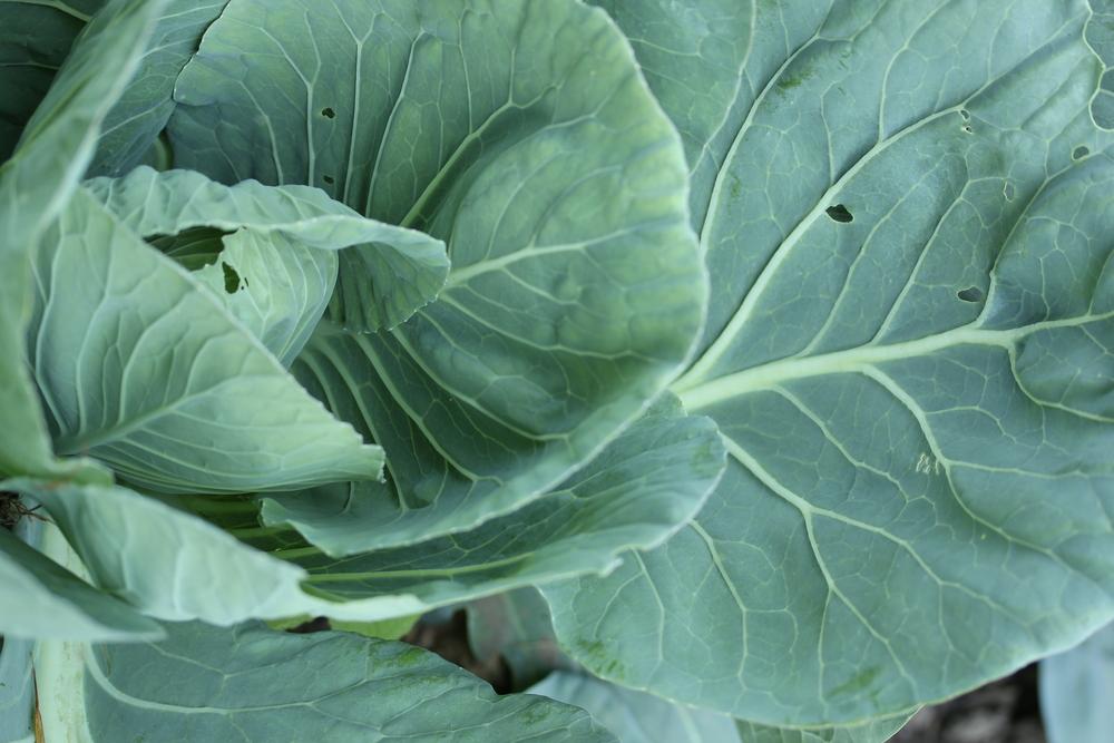 Photo of Cabbage (Brassica oleracea var. capitata 'Deep Blue') uploaded by Lucichar