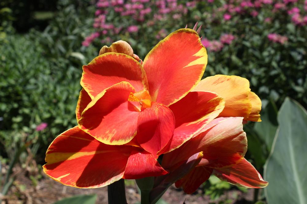 Photo of Canna Lily (Canna 'Yellow King Humbert') uploaded by Lucichar