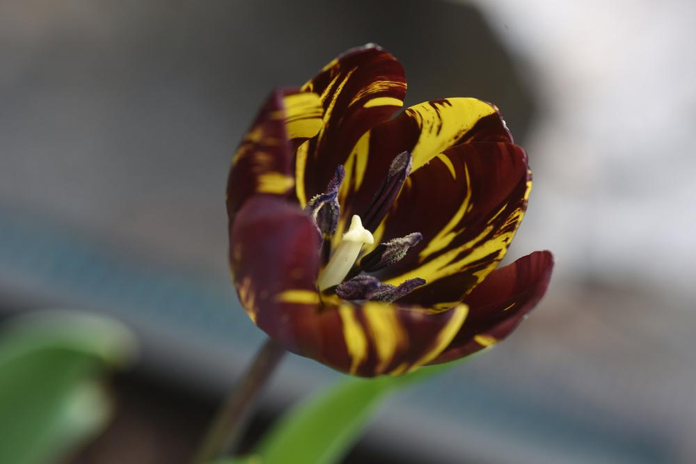 Photo of Rembrandt Tulip (Tulipa 'Absalon') uploaded by cliftoncat