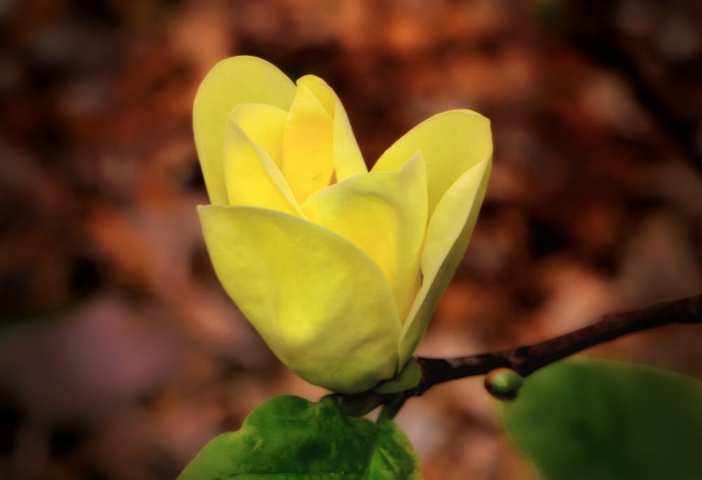 Photo of Magnolia (Magnolia x brooklynensis 'Yellow Bird') uploaded by dawiz1753