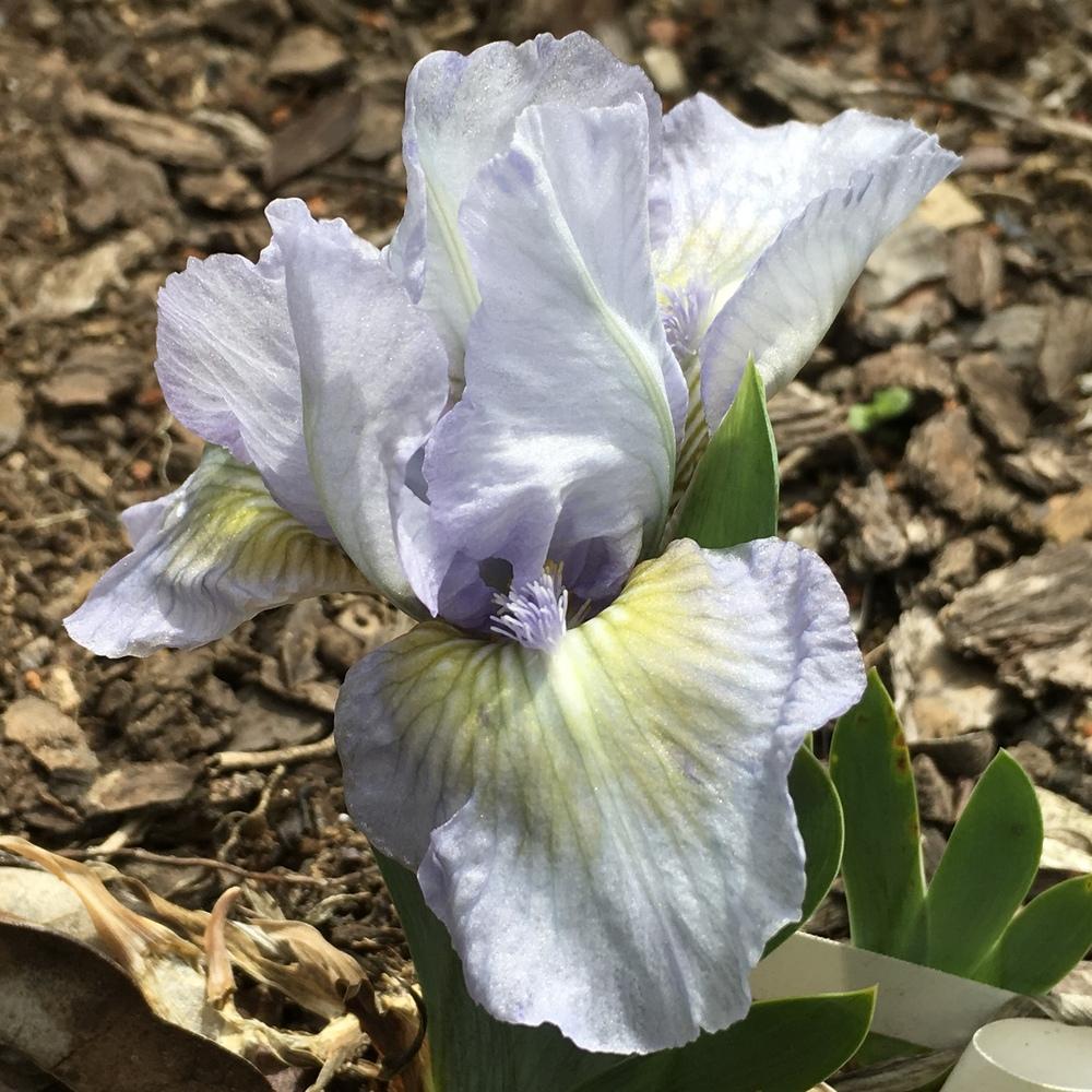 Photo of Standard Dwarf Bearded Iris (Iris 'Green Oasis') uploaded by lilpod13