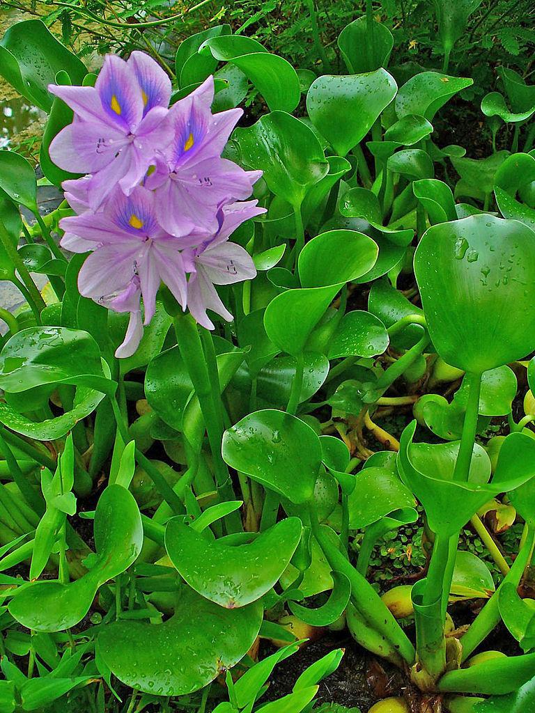 Photo of Water Hyacinth (Eichhornia crassipes) uploaded by robertduval14