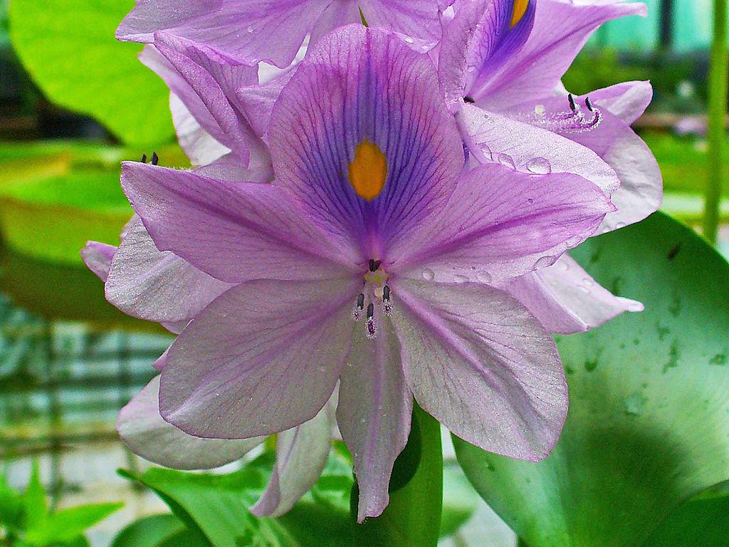Photo of Water Hyacinth (Eichhornia crassipes) uploaded by robertduval14