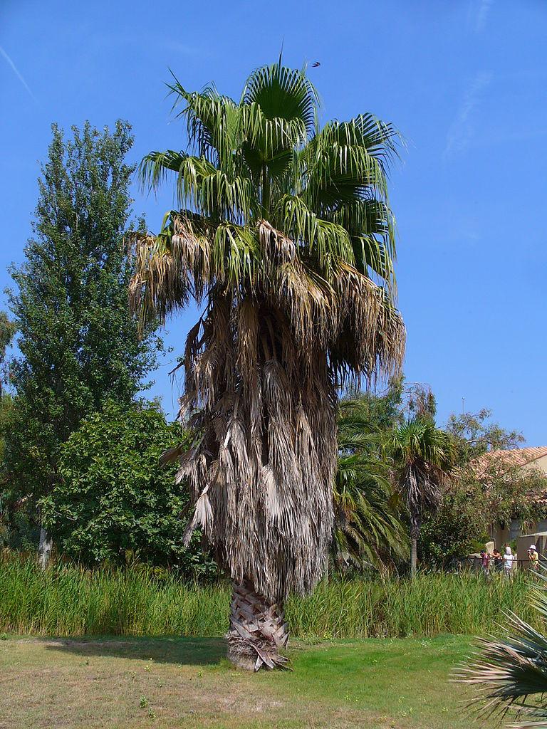 Photo of Mexican Fan Palm (Washingtonia robusta) uploaded by robertduval14