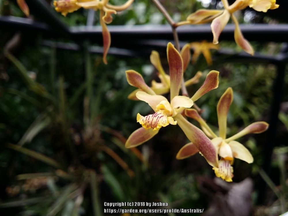 Photo of Orchid (Encyclia alata) uploaded by Australis