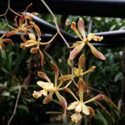 Location: National Orchid Garden, Singapore
Date: 2017-08-09