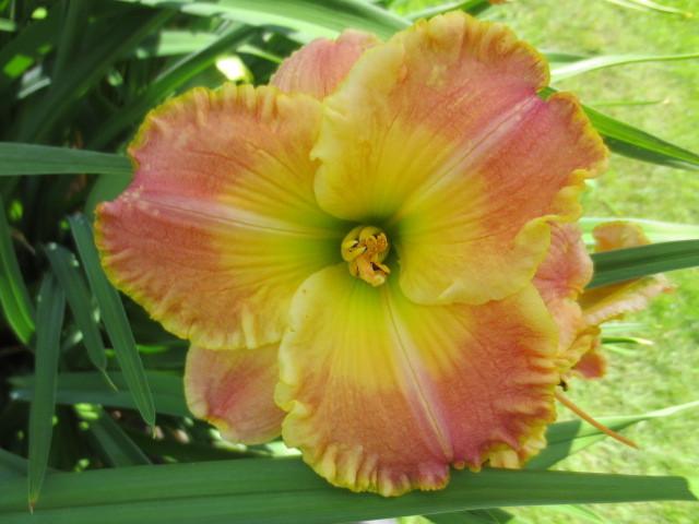 Photo of Daylily (Hemerocallis 'Frequent Comment') uploaded by Caruso