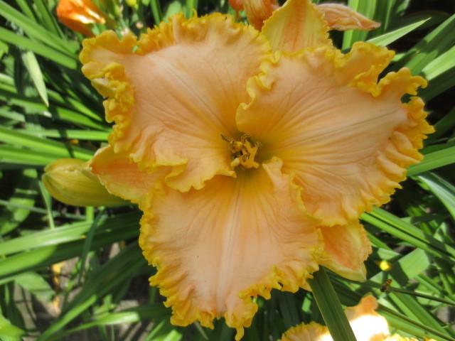 Photo of Daylily (Hemerocallis 'Golden Tentacles') uploaded by Caruso