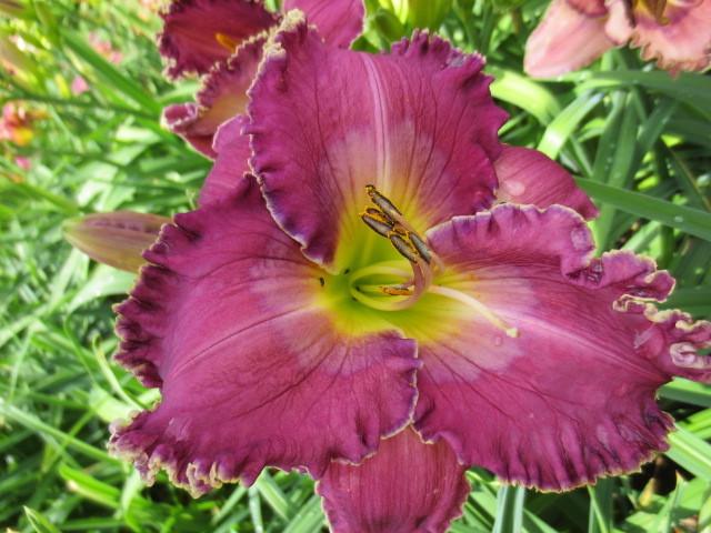 Photo of Daylily (Hemerocallis 'Dragonfly Charmer') uploaded by Caruso