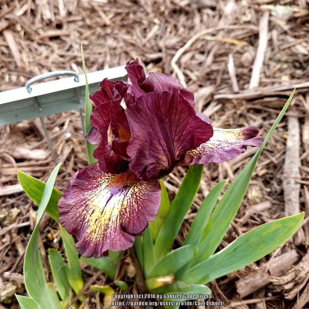 Photo of Standard Dwarf Bearded Iris (Iris 'Buttonwood') uploaded by Cuzz4short