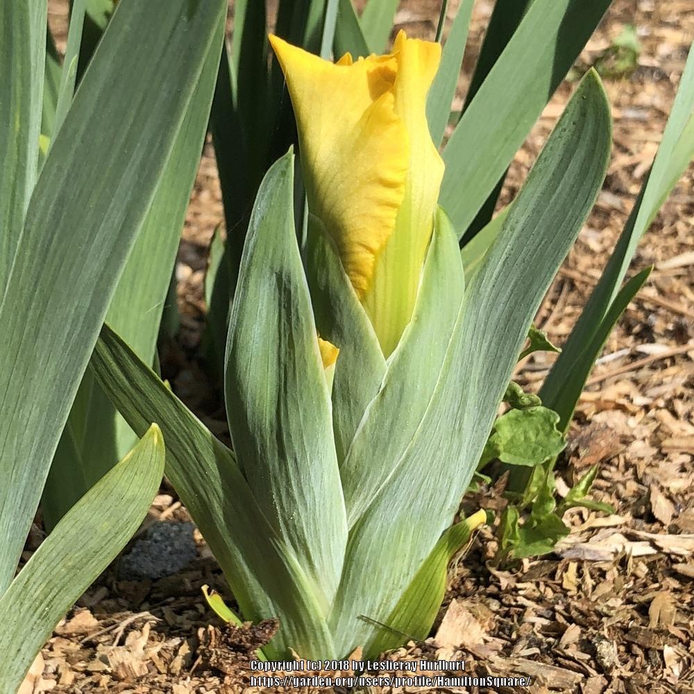 Photo of Standard Dwarf Bearded Iris (Iris 'Cache of Gold') uploaded by HamiltonSquare