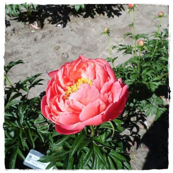 Photo of Garden Peony (Paeonia 'Coral Supreme') uploaded by Joy