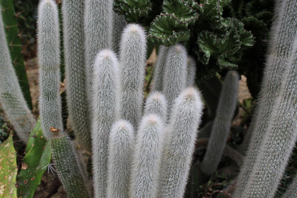 Photo of Old Man of Mexico (Cephalocereus senilis) uploaded by Lucichar