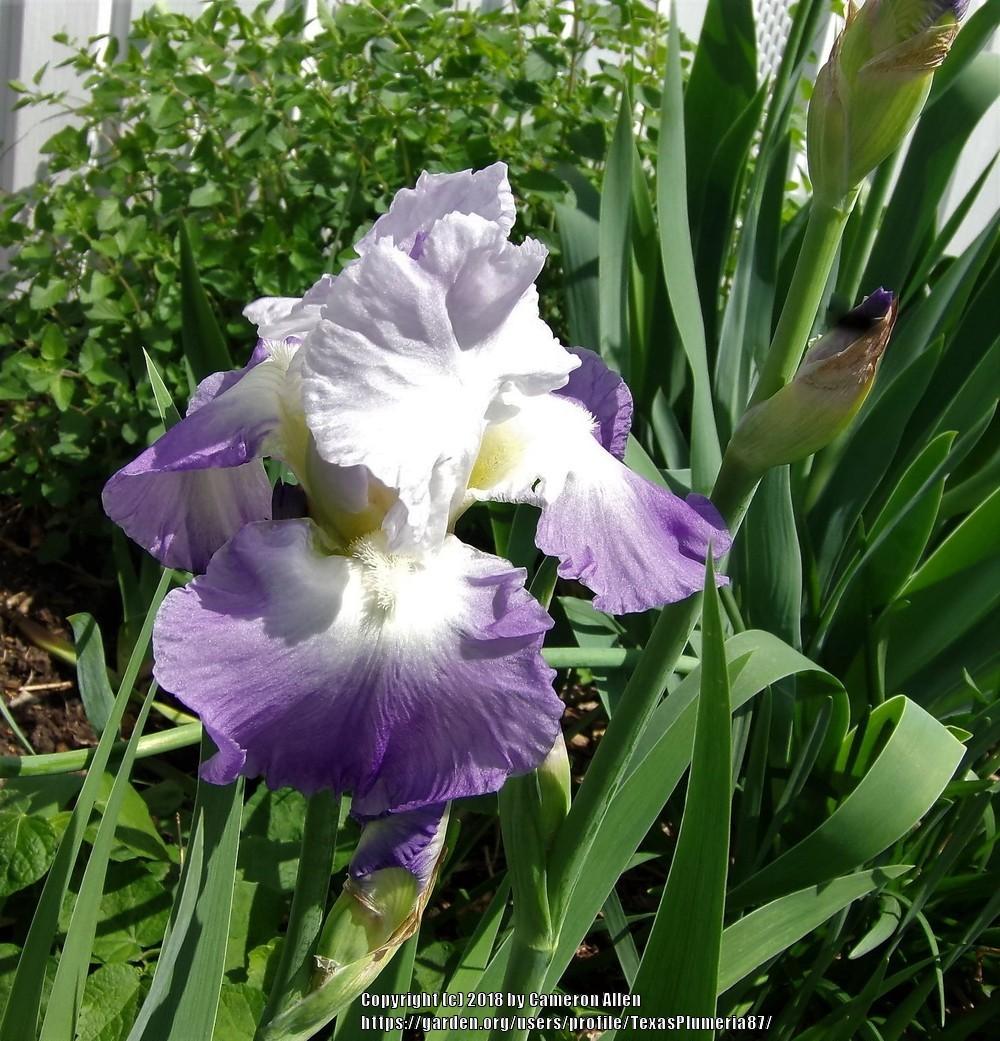 Photo of Tall Bearded Iris (Iris 'Clarence') uploaded by TexasPlumeria87